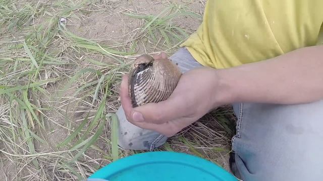 Как добыть и приготовить анадару смотреть онлайн