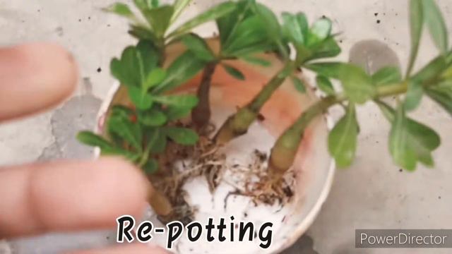 white Adenium saplings Re-potting 🌺🌹 смотреть онлайн