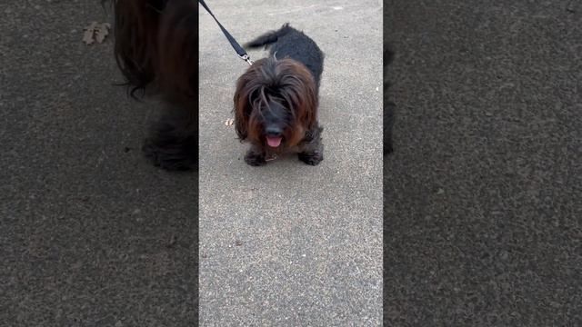 Briard Barnes Pond смотреть онлайн
