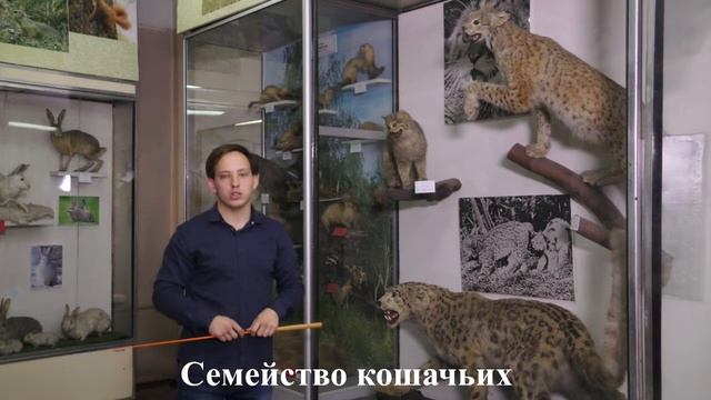 Видеоэкскурсия по зоологическому музею Луганского государственного педагогического университета смотреть онлайн