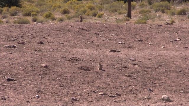 Garrow Firearms Development 17HMR Hunt Report - Prairie Dogs! смотреть онлайн
