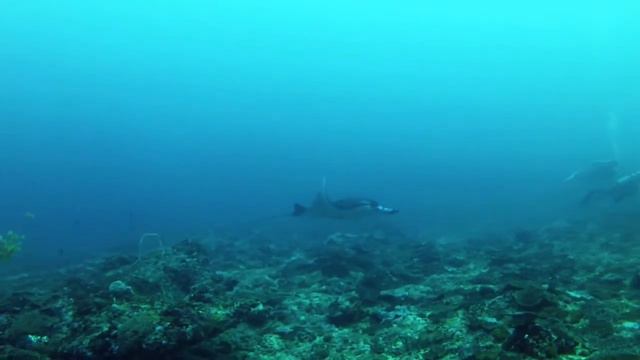 Manta at Nusa Penida Manta Point смотреть онлайн