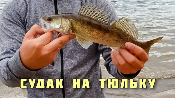 Судак на Тюльку на Волге рыбалка в Тольятти, монтаж, снасть, как ловить