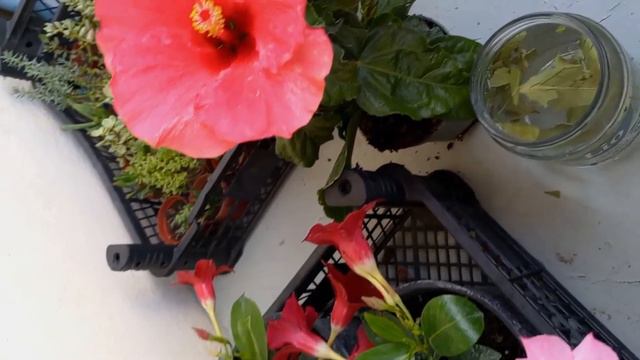 Artık Çiçekleriniz Solmayacak!!! MUHTEŞEM TARİF смотреть онлайн