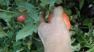 Томат Малиновка.