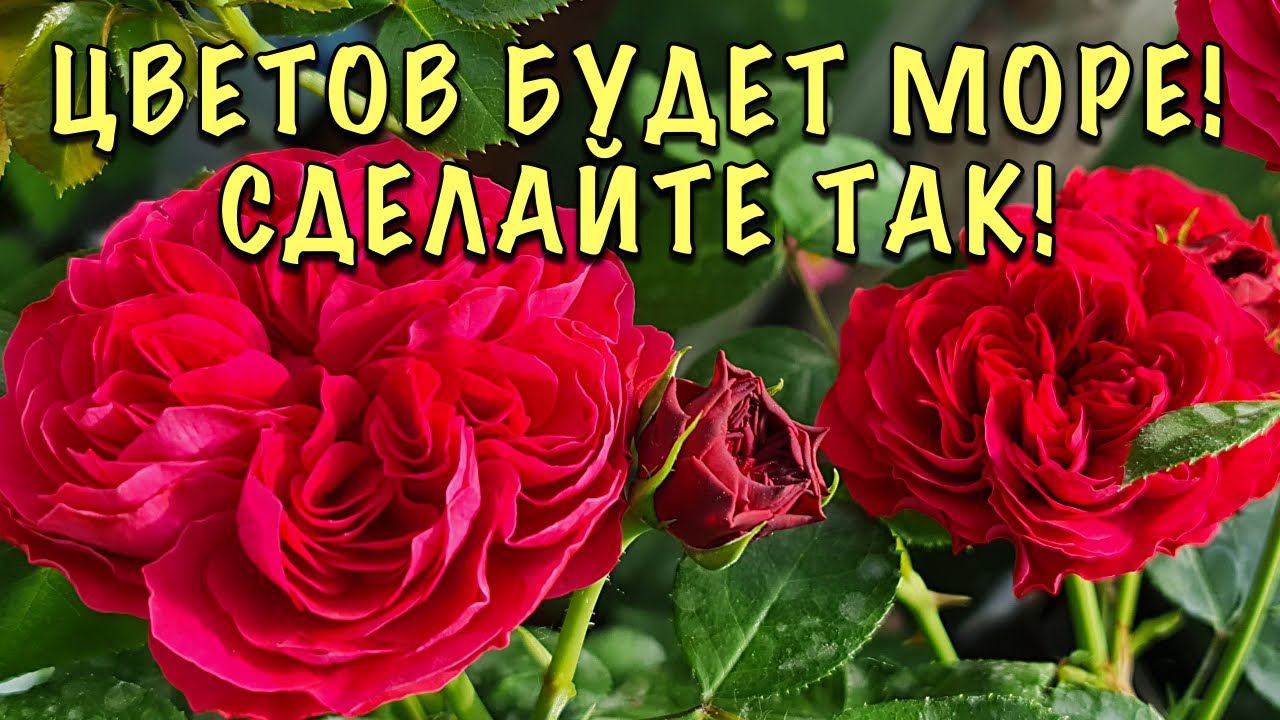 СРОЧНО! Розы НА БУТОНАХ! Пора кормить ВЗРЫВАТЕЛЕМ ЦВЕТЕНИЯ! смотреть онлайн