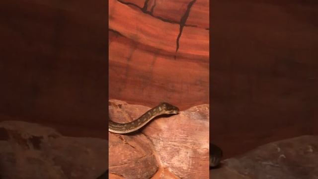 Carpet Python - Featherdale Wildlife Park смотреть онлайн