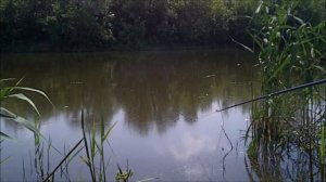 Ловим краснопёрку и стебля на удочку