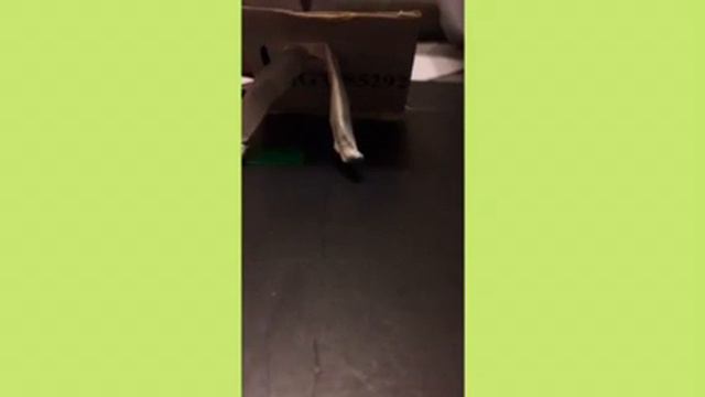 Бумажный телефон 📱! смотреть онлайн