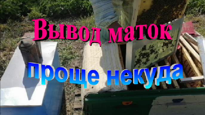 Вывод маток для собственной пасеки. Проще некуда. смотреть онлайн
