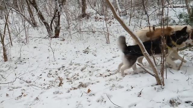 Хаски против алабая: в диких условиях .Жесть!! | Alabai against the Huskies смотреть онлайн