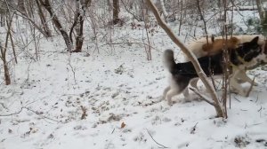 Хаски против алабая: в диких условиях .Жесть!! | Alabai against the Huskies