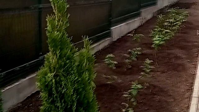 Сад за 10 дней смотреть онлайн