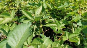 УХОД ЗА ЕЖЕВИКОЙ. Основные принципы.