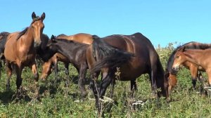 Лошади на летнем пастбище