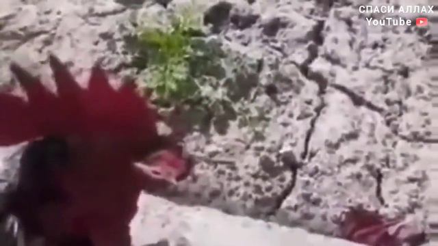 КРИЧИТ АЛЛАХ смотреть онлайн