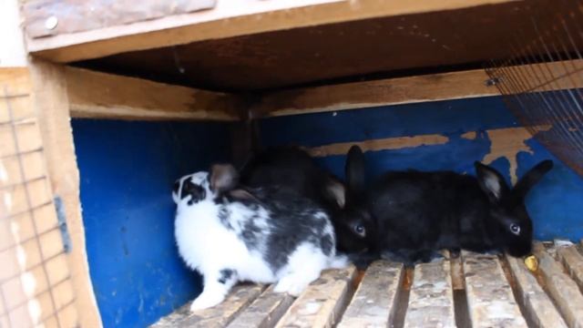 Кролики болеют от пшеницы? Можно ли давать кроликам пшеницу? смотреть онлайн