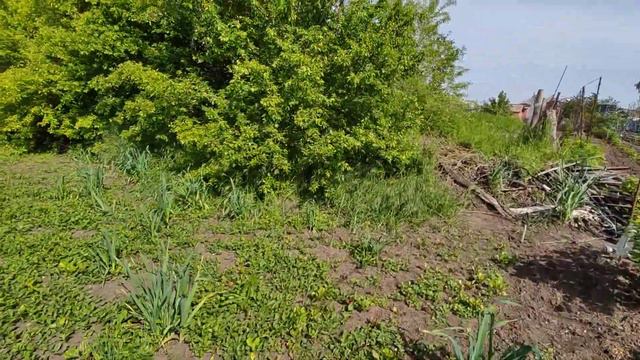 13/05/2023. Смотрю на огород | Обзор нашего огорода 2023. смотреть онлайн