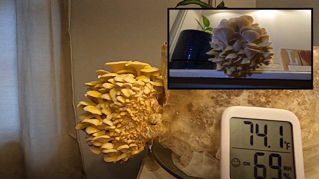 Gold Oyster Mushroom Grow Kit Timelapse (Pleurotus citrinopileatus) смотреть онлайн