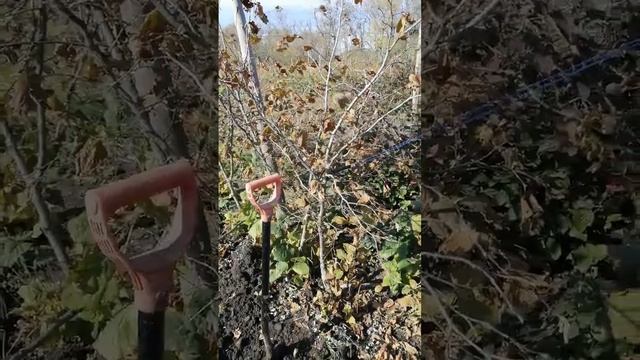 Трапезунд, вегетативное размножение. смотреть онлайн