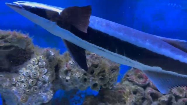 Рыба прилипала в Алуштинском аквариуме