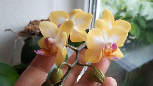 Любимые орхидеи и...розы! смотреть онлайн