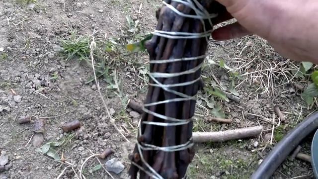 посадка черенков винограда смотреть онлайн