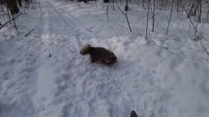 «Нападение» енотовидной собаки в рязанском лесу