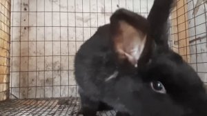 Почему у кролика отказали задние лапы?
И прочие неприятности