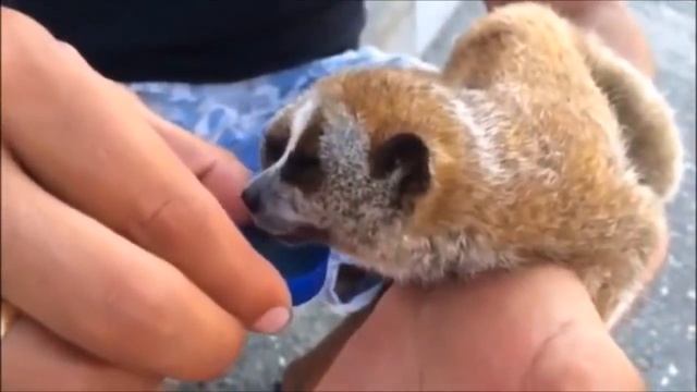 Милые Забавные Лемуры! / Lemurs Funny! смотреть онлайн