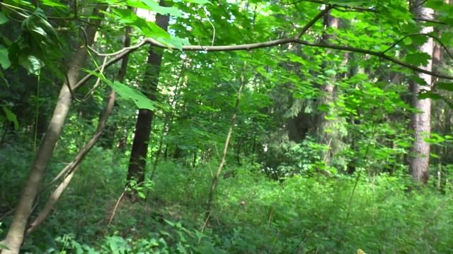Крупные воблеры TsuYoki. Первый взгляд смотреть онлайн