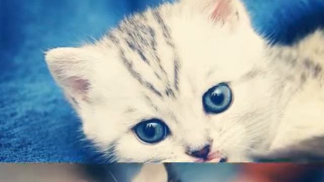 Милые котята и щеночки смотреть онлайн