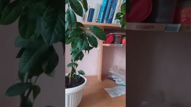 Как посадить и вырастить лимонное дерево?Мое лимонное дерево.Выращивание дома растений смотреть онлайн