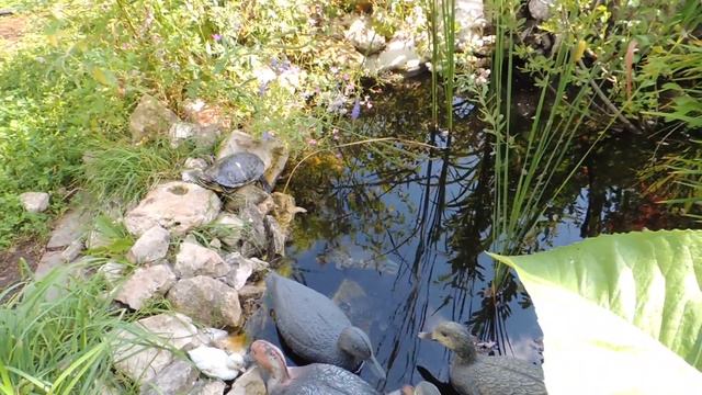 Наш дачный пруд посетила семья красноухих черепах смотреть онлайн