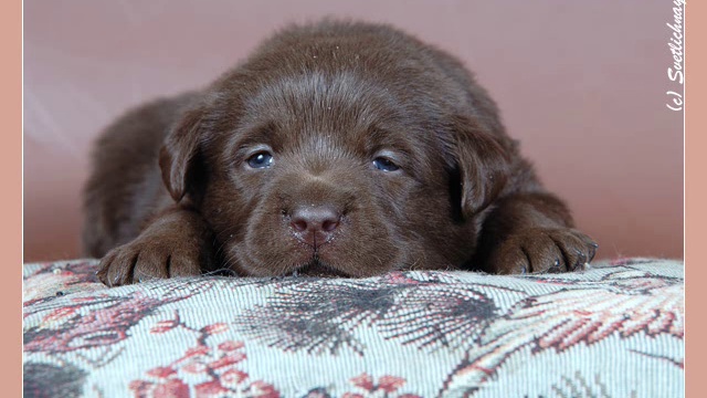 Щенки питомника Инаморато смотреть онлайн