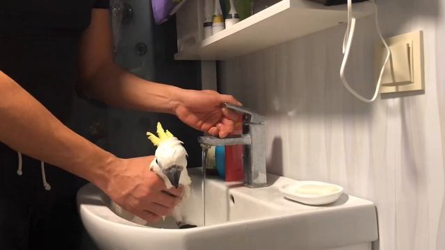 Уход за попугаем Какаду. Купание смотреть онлайн