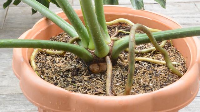 Philodendron Selloum Care Guide | Thaumatophyllum Bipinnatifidum | Tree Philodendron