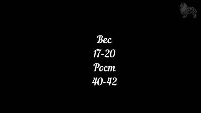 Каталог пород собак. Большой немецкий шпиц Deutscher Grossspitz, Giant German Spitz, Great Spitz смотреть онлайн
