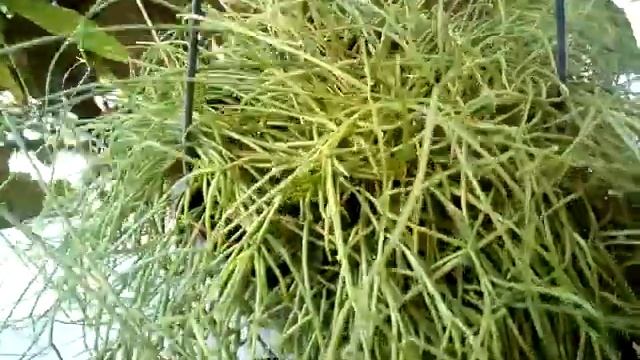 My Rhipsalis cassutha cactus смотреть онлайн