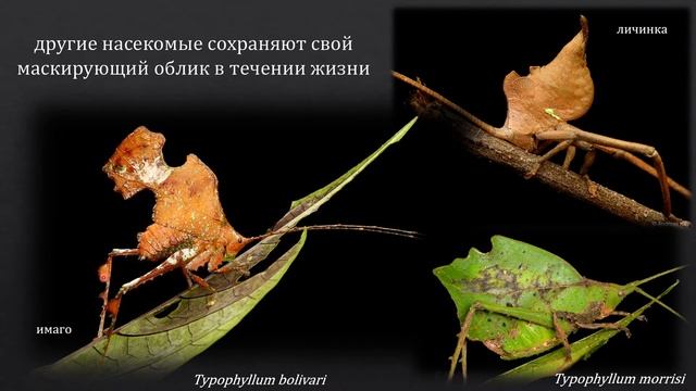 Насекомые. Искусство маскировки. смотреть онлайн