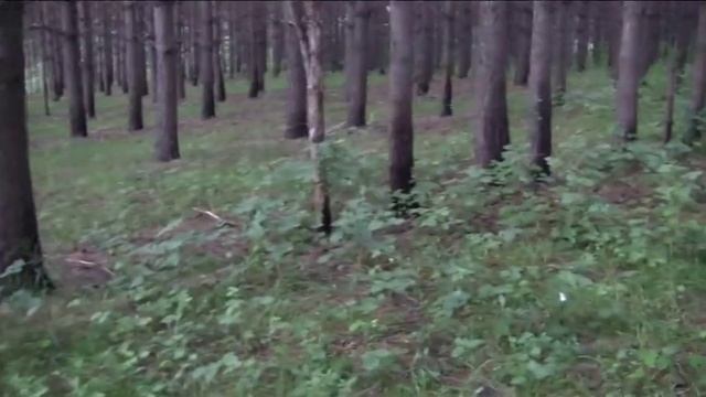 Тихая охота. Маслята. По грибы.2017. смотреть онлайн