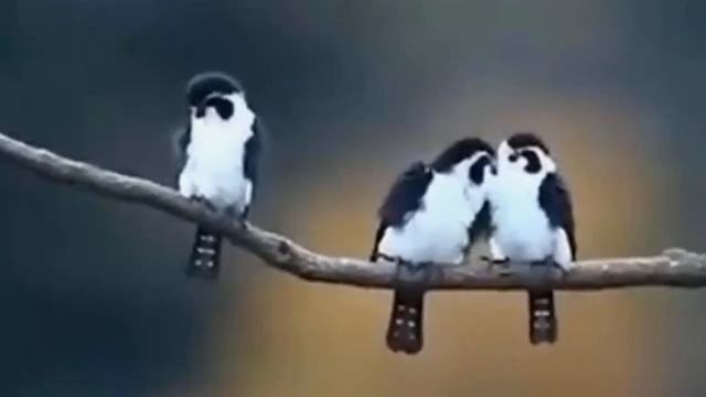 Футаж ? Птички певчие ??? Третий лишний. Любовь на веточке. Singing birds background смотреть онлайн