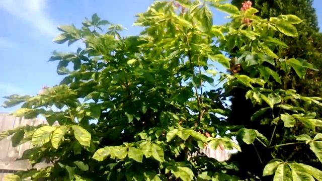 Утро, птички поют, красота)) смотреть онлайн