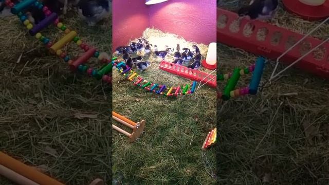 Цыплятам 7 дней. Чёрный Австралорп. смотреть онлайн