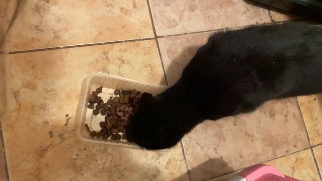 Преданные людьми, невинная котосемья страдает от жестоких людей... смотреть онлайн