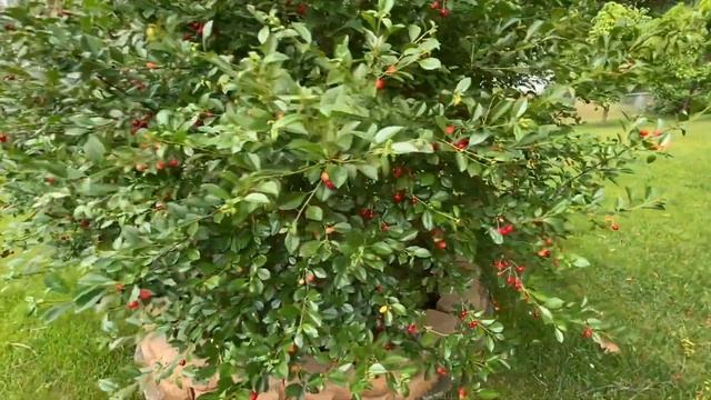 Carmine Jewel Dwarf Cherries - June 2023 смотреть онлайн