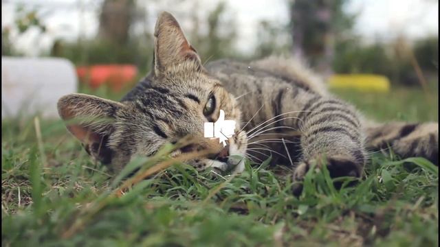 10 Behaviors YOUR CAT Does If IT ADORES YOU Find out if it REALLY LOVES you! смотреть онлайн