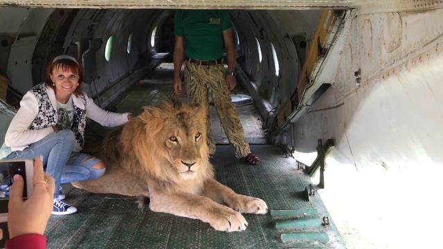 Не можна есть дядю!) Тайган смотреть онлайн