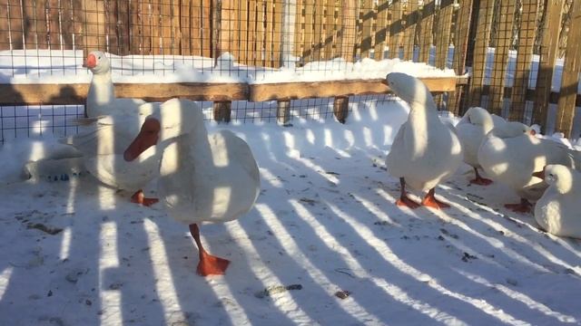 В какое время гусыня откладывает Яйцо/ Гусыни чаще всего делают яйцекладку до полудня смотреть онлайн