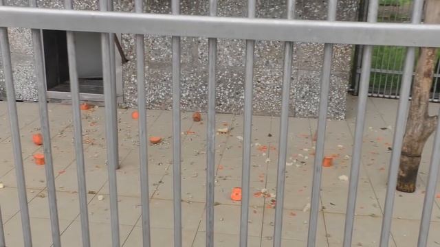 Нам не выжить без опытов. Обезьяний питомник института патологии и терапии. Сухум. Абхазия. смотреть онлайн
